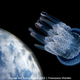 Illustration for article titled These Photos Show the Alien Beauty of Life Underwater